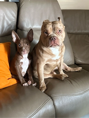 American Pocket Bully Hündin Welpe