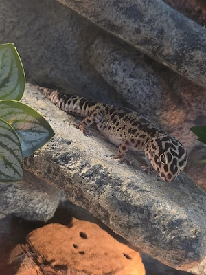 Leopardgecko Dame  Bild 3