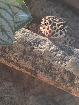 Leopardgecko Dame  Bild 2