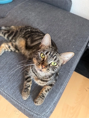 beide suchen dringend ein zuhause mit Liebe 