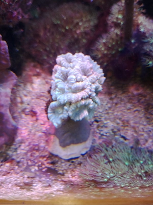 Meerwasser-Korallen-Caulastrea-MINT-Fluoreszierend