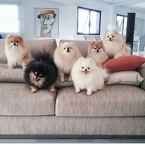 puppies for adoption 