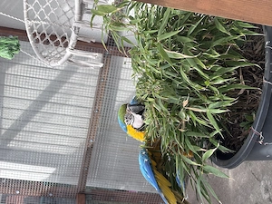 Gelbbrustara  Bild 2