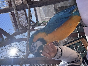 Gelbbrustara  Bild 3