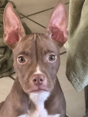 American Pocket Bully Hündin Welpe