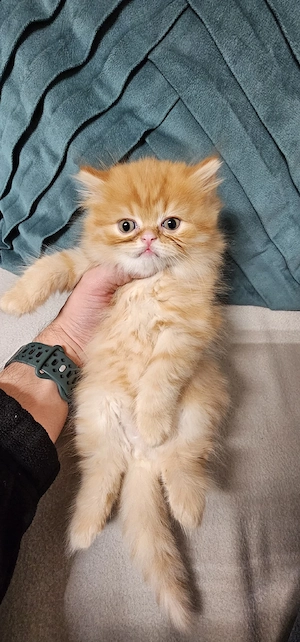 perser-kitten Bild 5