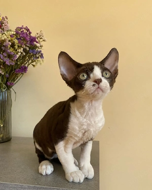 Devon Rex-Kätzchen (weiblich) sucht ein neues Zuhause