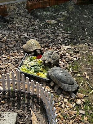 Aufnahme Schildkröten