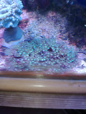 Meerwasser,Koralle,Röhrenkoralle-Fluoreszierend