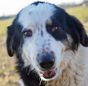 Nina - Wachsam, zutraulich und liebenswert! 