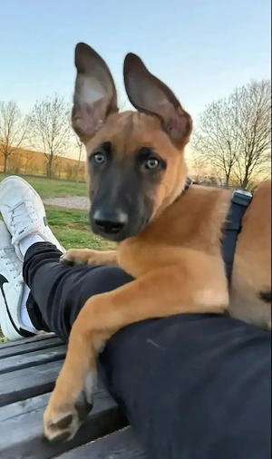 Belgischer Schäferhund (Malinois) 