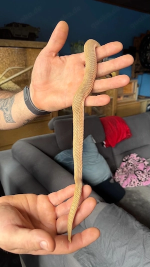 Hakennasennatter 1.0