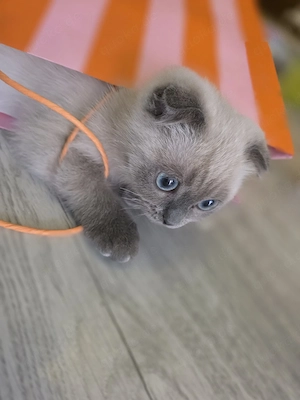 BKH Kitten mit Impfpass