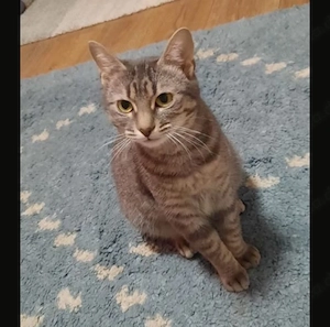 Lumi - möchte eine eigene Familie!