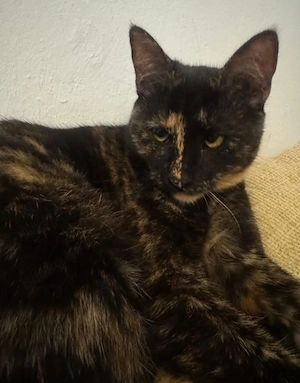 Evie - Glückskatze sucht Zuhause!