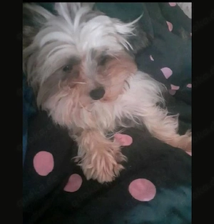 Biewer Yorkshire Terrier mit Stammbaum 