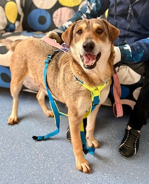 Velma - feines Mädchen, sucht feine Familie! 