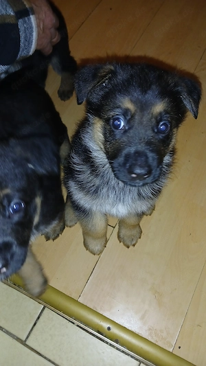 deutsche Schäferhundwelpen Bild 7