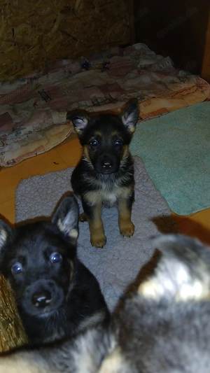 deutsche Schäferhundwelpen Bild 8