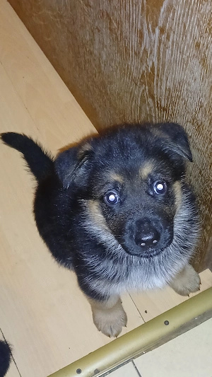 deutsche Schäferhundwelpen Bild 9