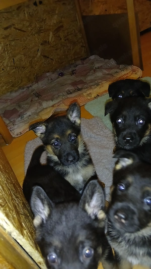 deutsche Schäferhundwelpen Bild 2