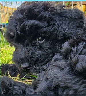 Bollipoo Doodle Welpen Rüde und Hündin 