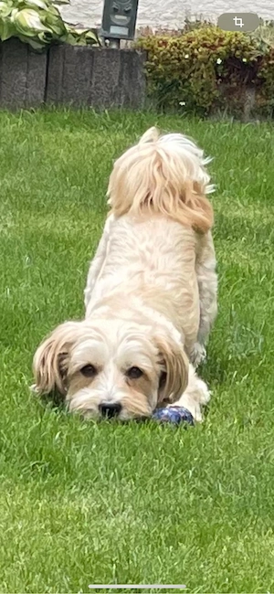 havanese malteser welpen 