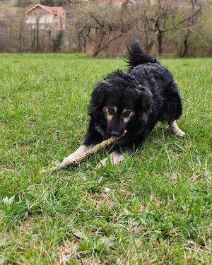 Mini Hütehund Mix Hündin 3j 15kg Kinderlieb bundesweit ausreisebereit 