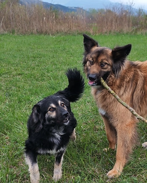 Kleine Hütehund Mix Hündin 3j 15kg Kinderlieb IN KROATIEN 