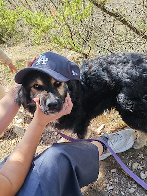 Hütehund Mix Hündin 3j 15kg Kinderlieb IN KROATIEN 