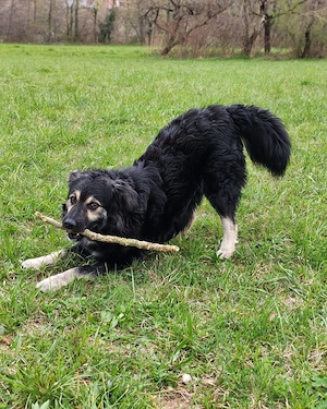 Kleine Hütehund Mix Hündin 3j 15kg Kinderlieb IN KROATIEN 