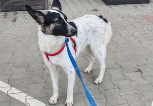 Fluffy - unsicherer Kerl sucht seinen Menschen! Bild 4
