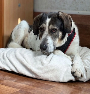 Sheldon - Wünscht sich auch endlich ein Zuhause!