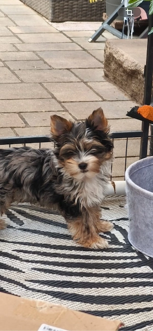 Yorskshire Terrier Rüde 