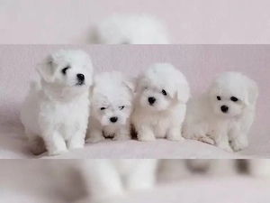 Zuckersüße Malteser Welpen 