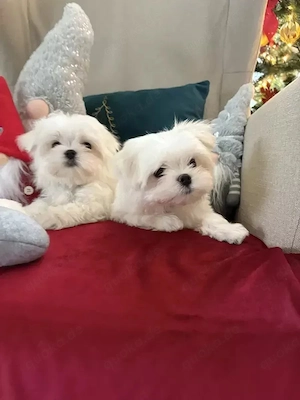 Malteser aus bester Verpaarung