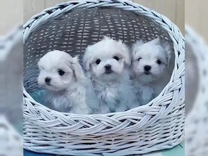 Schöne reinrassige kleinbleibende Malteser Welpen mit mögl. Lieferung