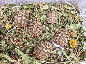 Griechische Landschildkröten 2024