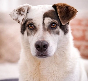 Leo - besonderer Hund, sucht besondere Menschen!