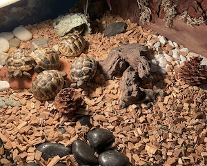 Griechische Landschildkröten   Nachzuchten 2025 aus liebevoller Hobbyzucht