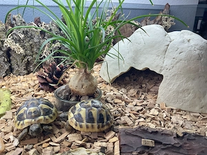 Griechische Landschildkröten - Nachzuchten 2025 aus liebevoller Hobbyzucht - noch EINE übrig!