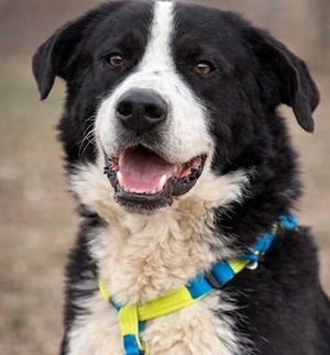 Billy - Großer Kerl sucht seine Familie!