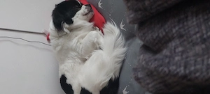 Pallion wegen 9 monate