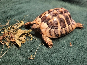 Griechische Landschildkröte (m) aus eigener NZ 2022 sucht neues Zuhause