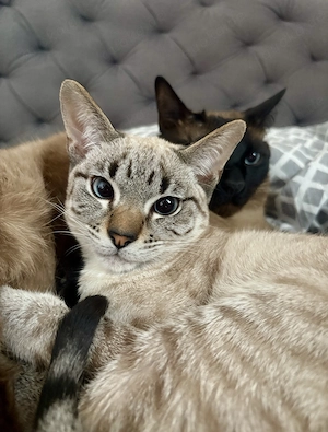 Reinrassiger-Siamjunge