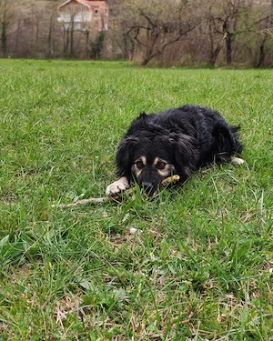 Kleine Hütehund Mix Hündin 3j43cm15kg KINDERLIEB bundesweit ausreisebereit  Bild 6