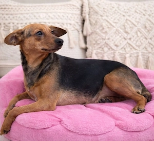 Pippa - kleines Segelohr sucht Zuhause! Bild 2