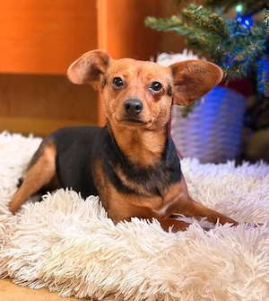 Pippa - kleines Segelohr sucht Zuhause! Bild 3