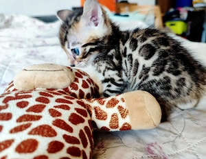 Süße Bengal kitten  Bild 3