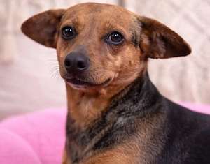 Pippa - kleines Segelohr sucht Zuhause!